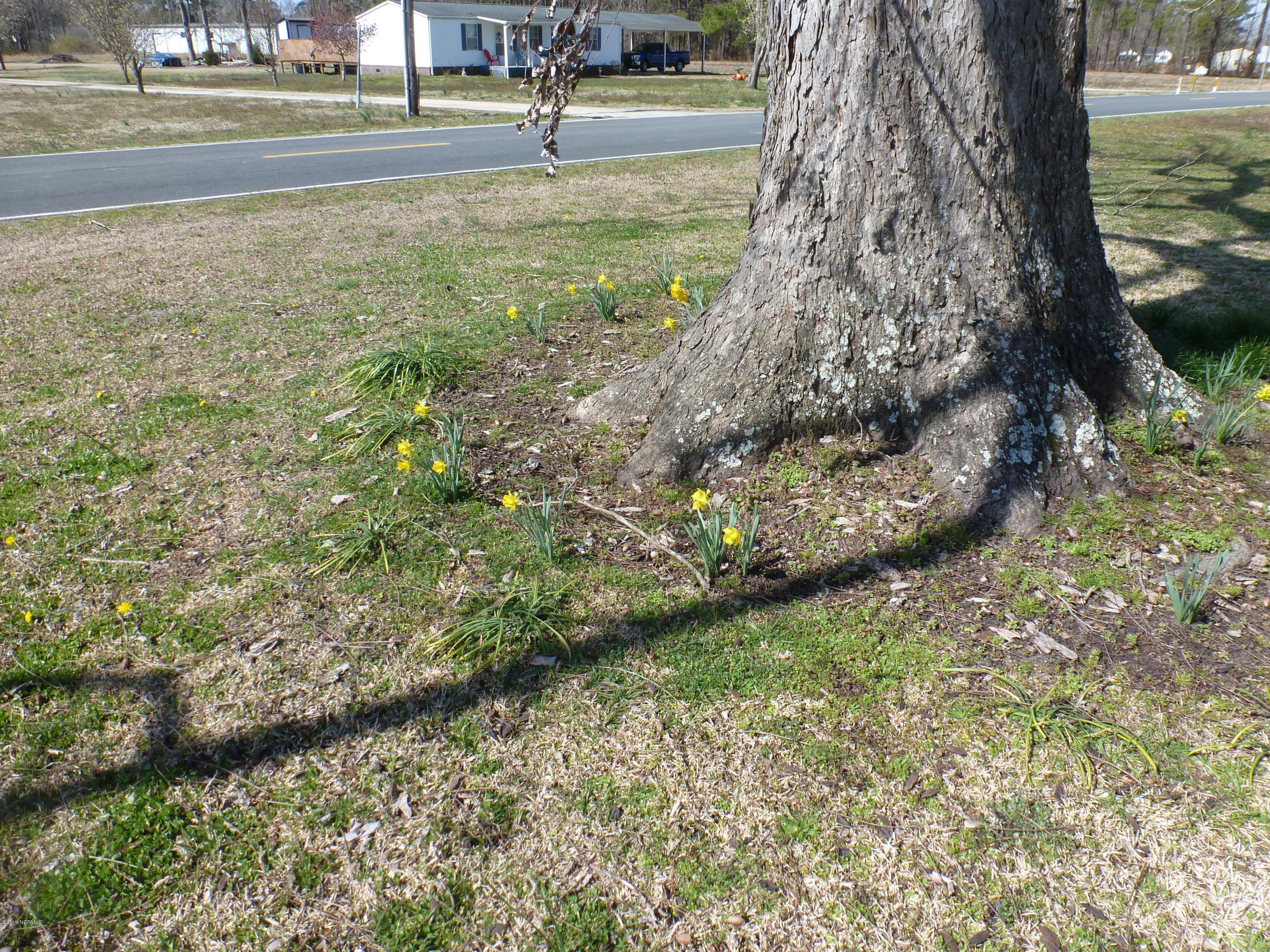 2525 Old Brick Road Vanceboro, NC 28586 - Photo 3 of 28 Daffodils!