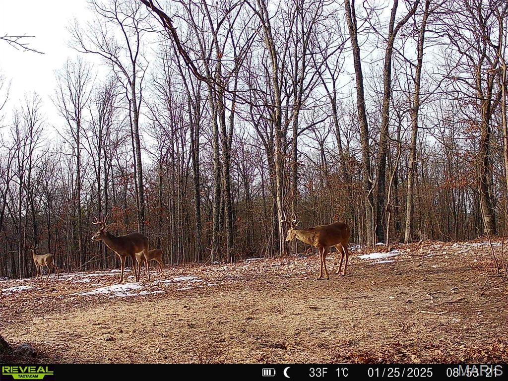 17760 Goose Creek Road Sullivan, MO 63080 - Photo 96 of 99