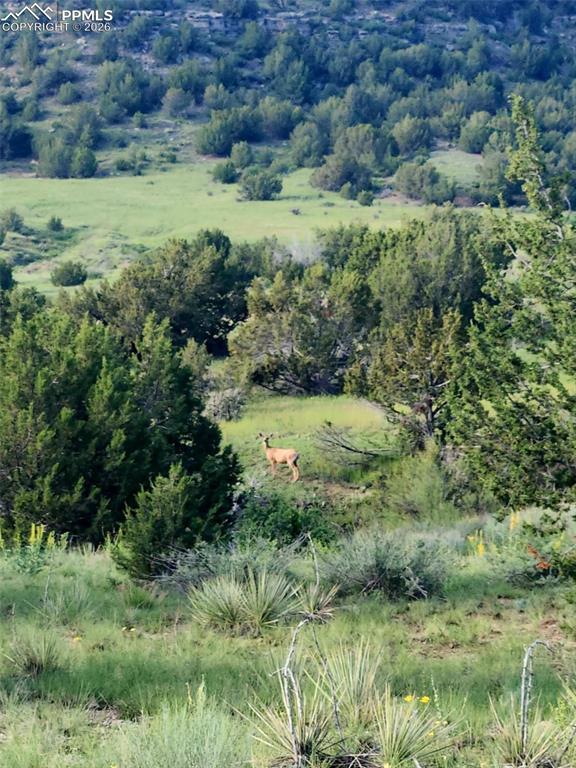 7480 Red Creek Springs Road West Pueblo, CO 81005 - Photo 40 of 47 a view of a lush green field