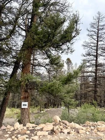 a view of a yard with plants and trees