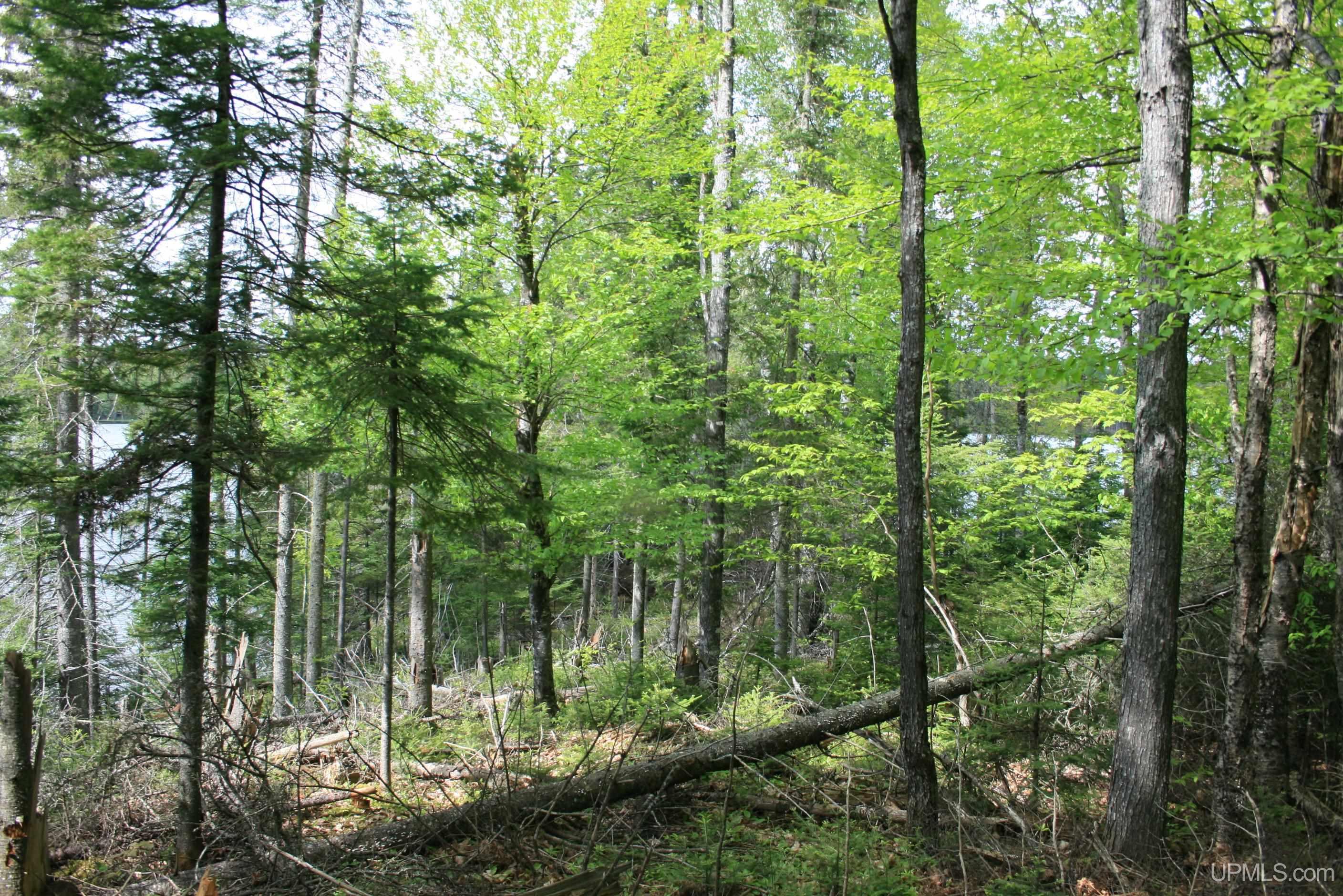 Tbd Sucker Lake Road Watersmeet, MI 49969 - Photo 17 of 24