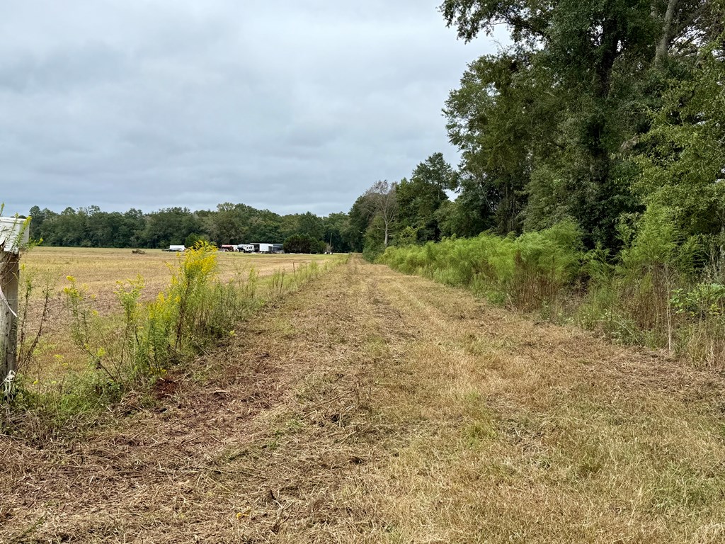49-acres Mt Zion Road Gordon, AL 36343 - Photo 20 of 21