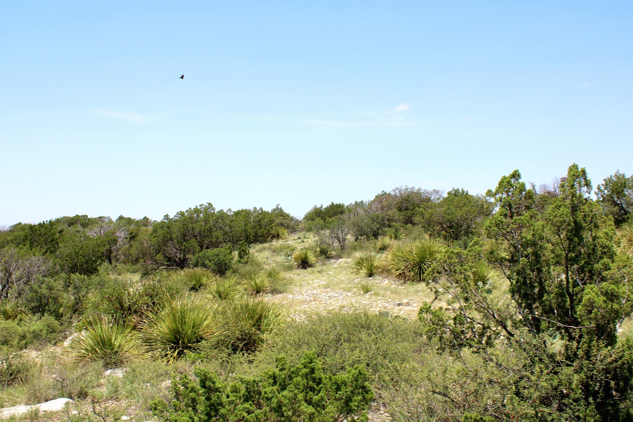2519 Widmark Road Comstock, TX 78837 - Photo 20 of 48