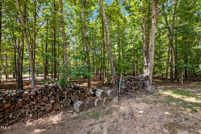 a view of a forest with trees