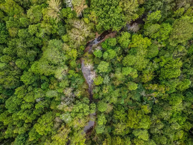 a view of a lush green forest with a tree