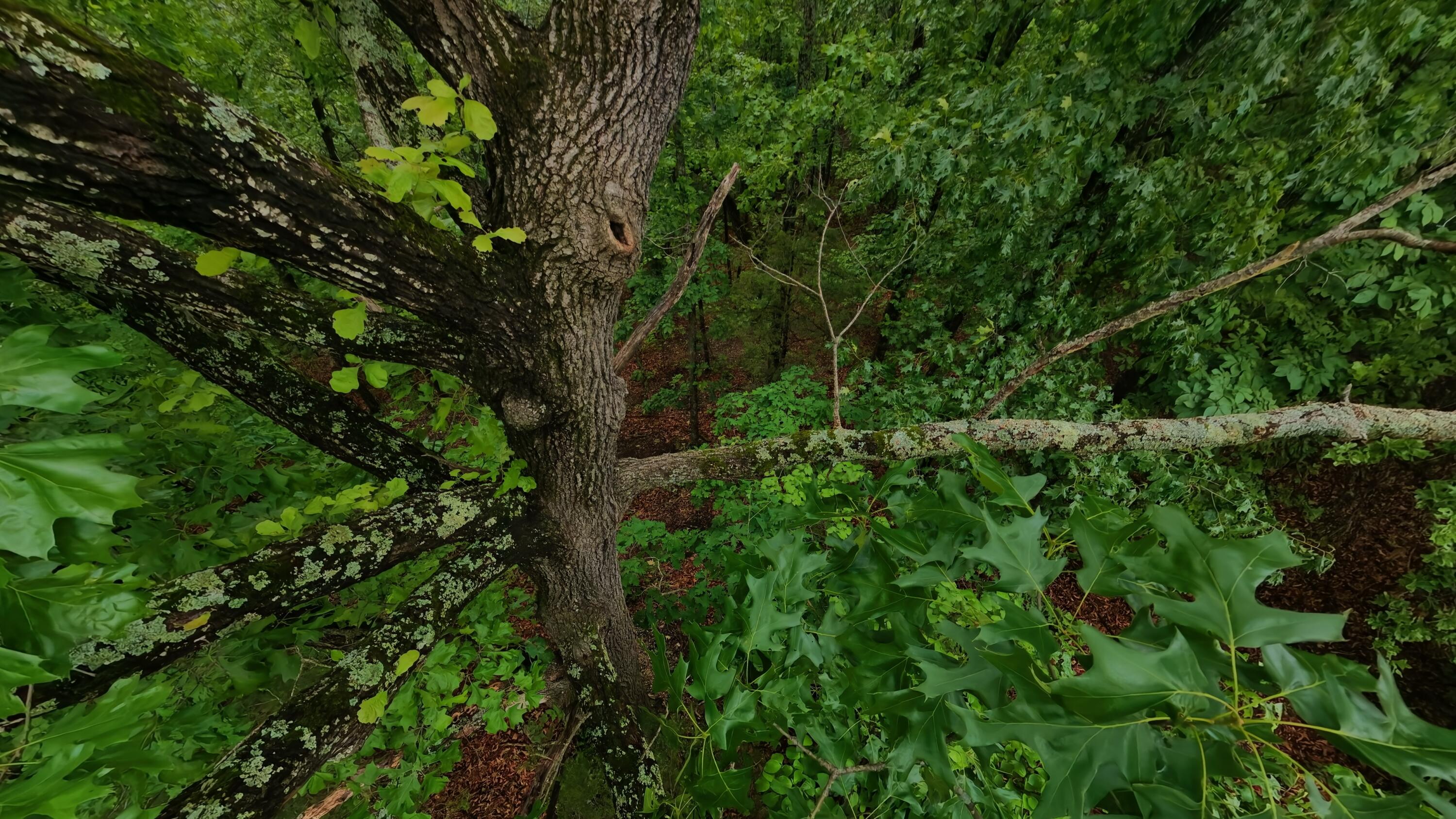 Tbd Devil's Pool Road Ridgedale, MO 65739 - Photo 11 of 19 1.6 acres009