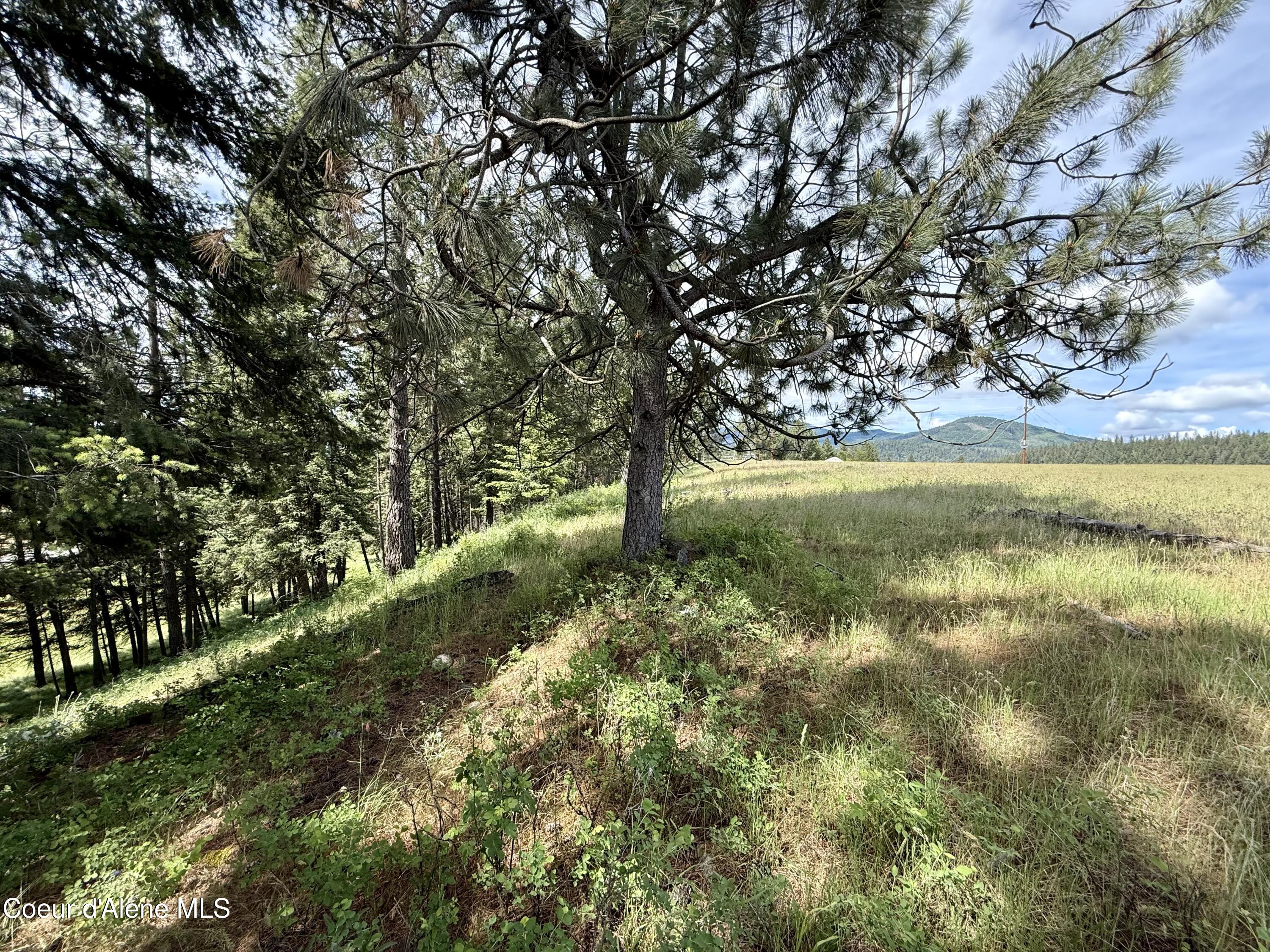 Lot 3 North Stonemason Way Rathdrum, ID 83858 - Photo 7 of 8 Naturally parked out tree lined lot.