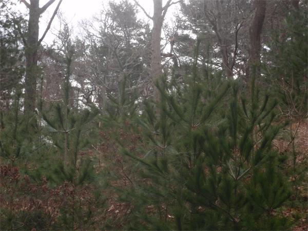 662 Holly Road Marshfield, MA 02050 - Photo 2 of 4 Gallery Image 2