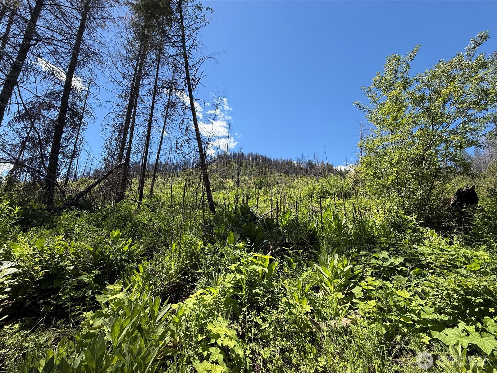 32 4th Of July Creek Road Danville, WA 99121 - Photo 10 of 20
