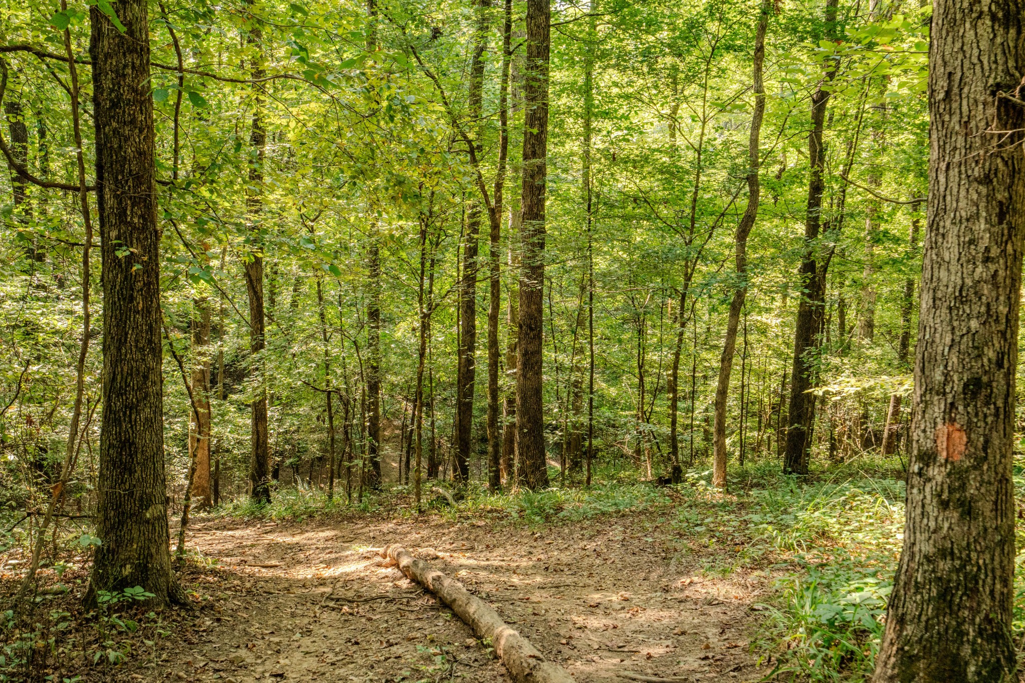 9270 Last Butler Creek Road Iron City, TN 38463 - Photo 34 of 86 Gallery Image 34