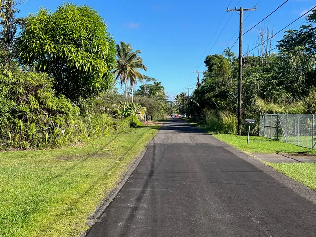 a view of a yard with plants and large trees