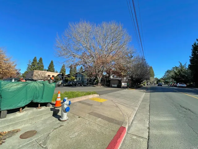 a view of a backyard with plants and a tree