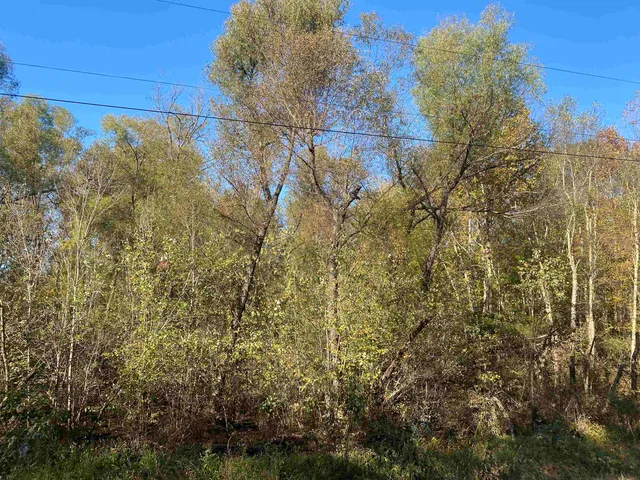 a view of a yard with a tree