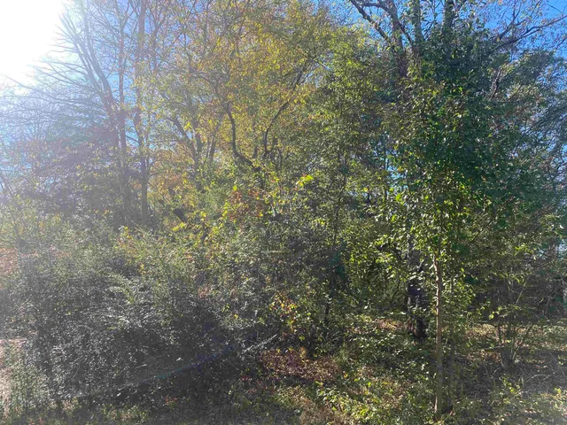 a view of a forest filled with trees