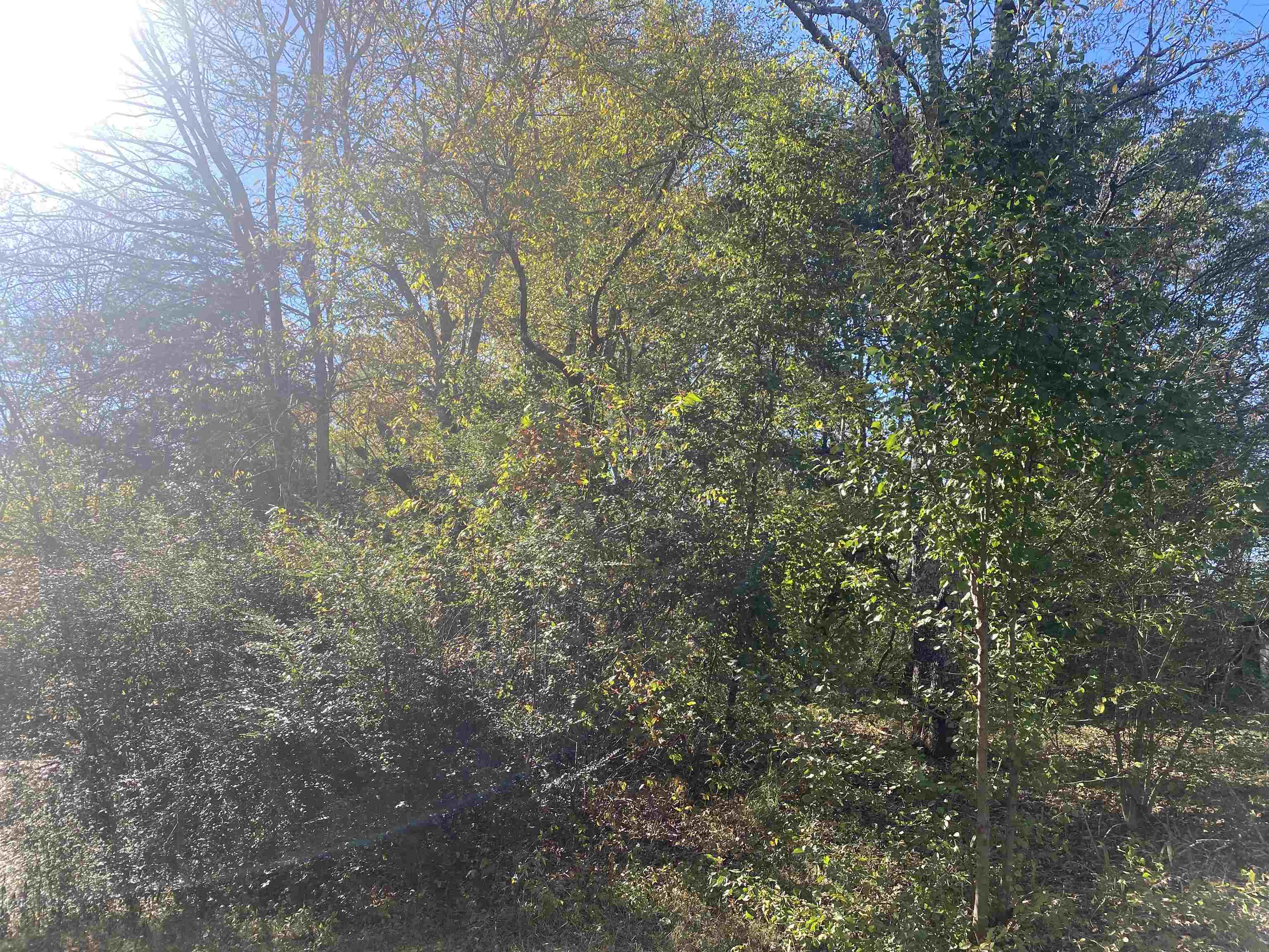 1 Saltillo Road Saltillo, TN 38370 - Photo 5 of 7 a view of a yard with a tree