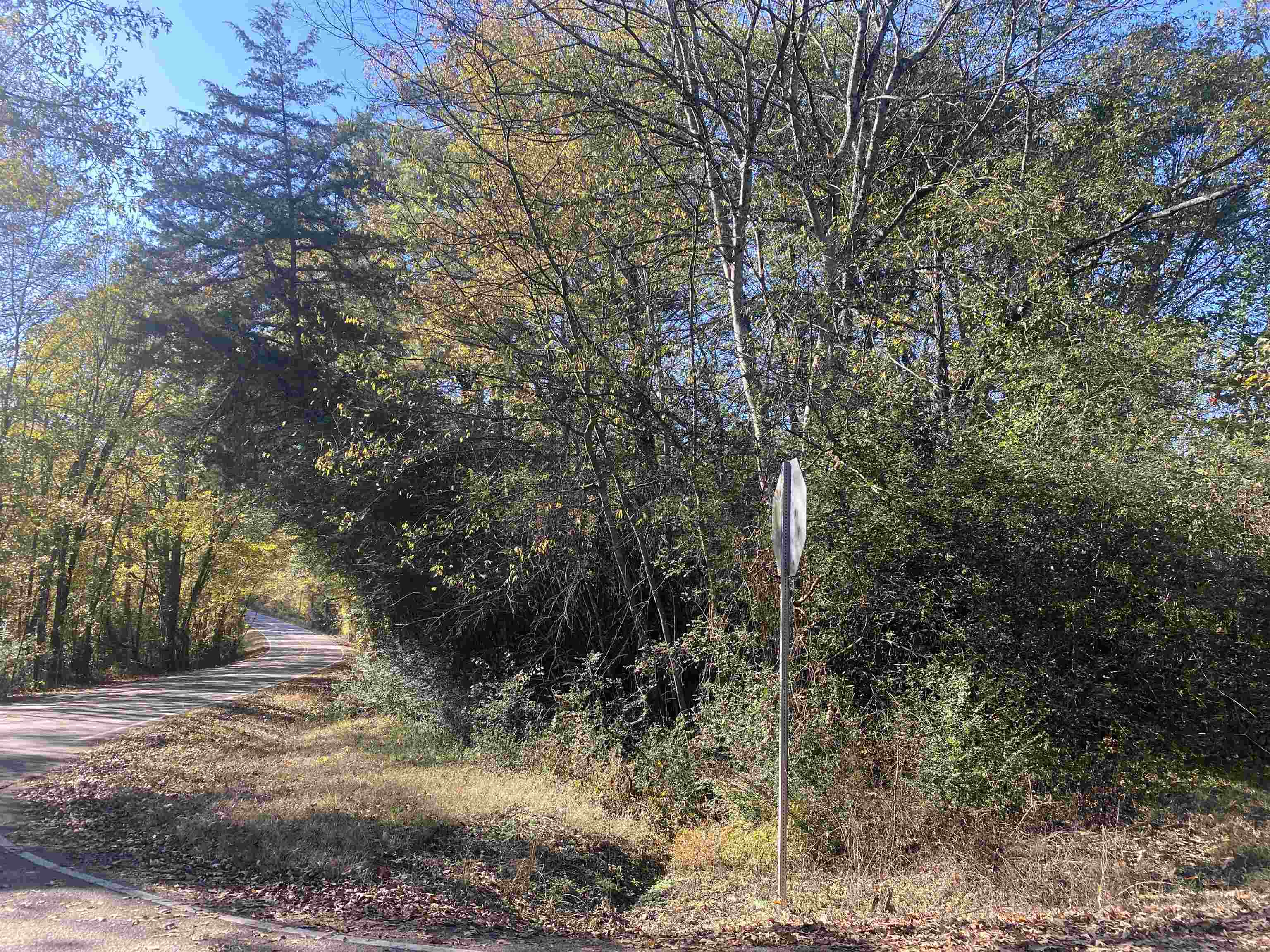 1 Saltillo Road Saltillo, TN 38370 - Photo 6 of 7 a view of a forest filled with trees