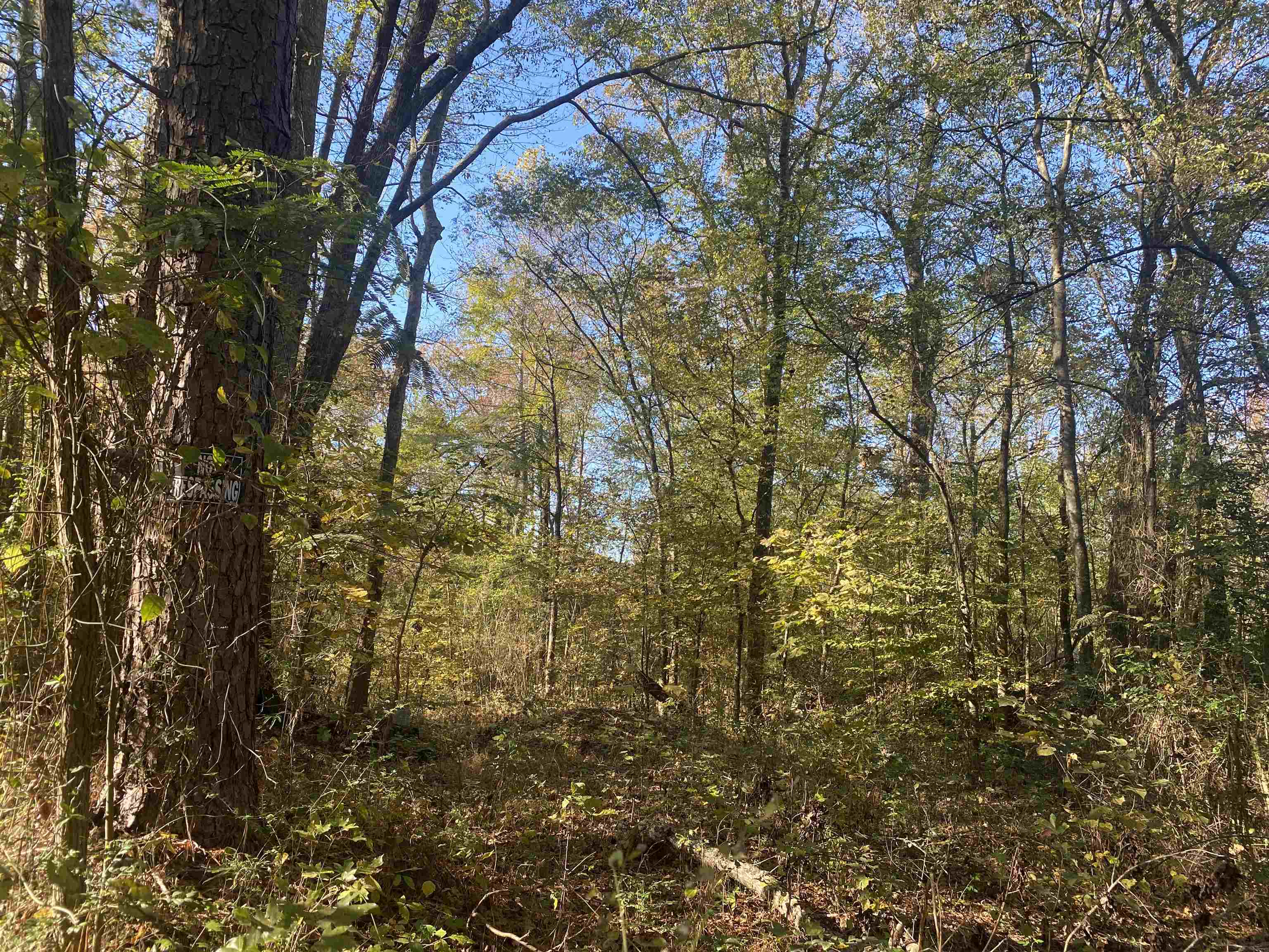 1 Saltillo Road Saltillo, TN 38370 - Photo 7 of 7 a view of a tree