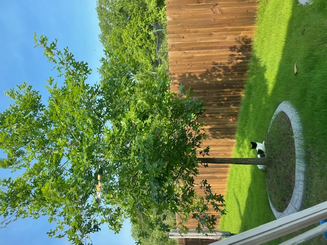 14110 Luisium View, Unit 72 Pflugerville, TX 78660 - Photo 21 of 21 a view of a garden with a tree