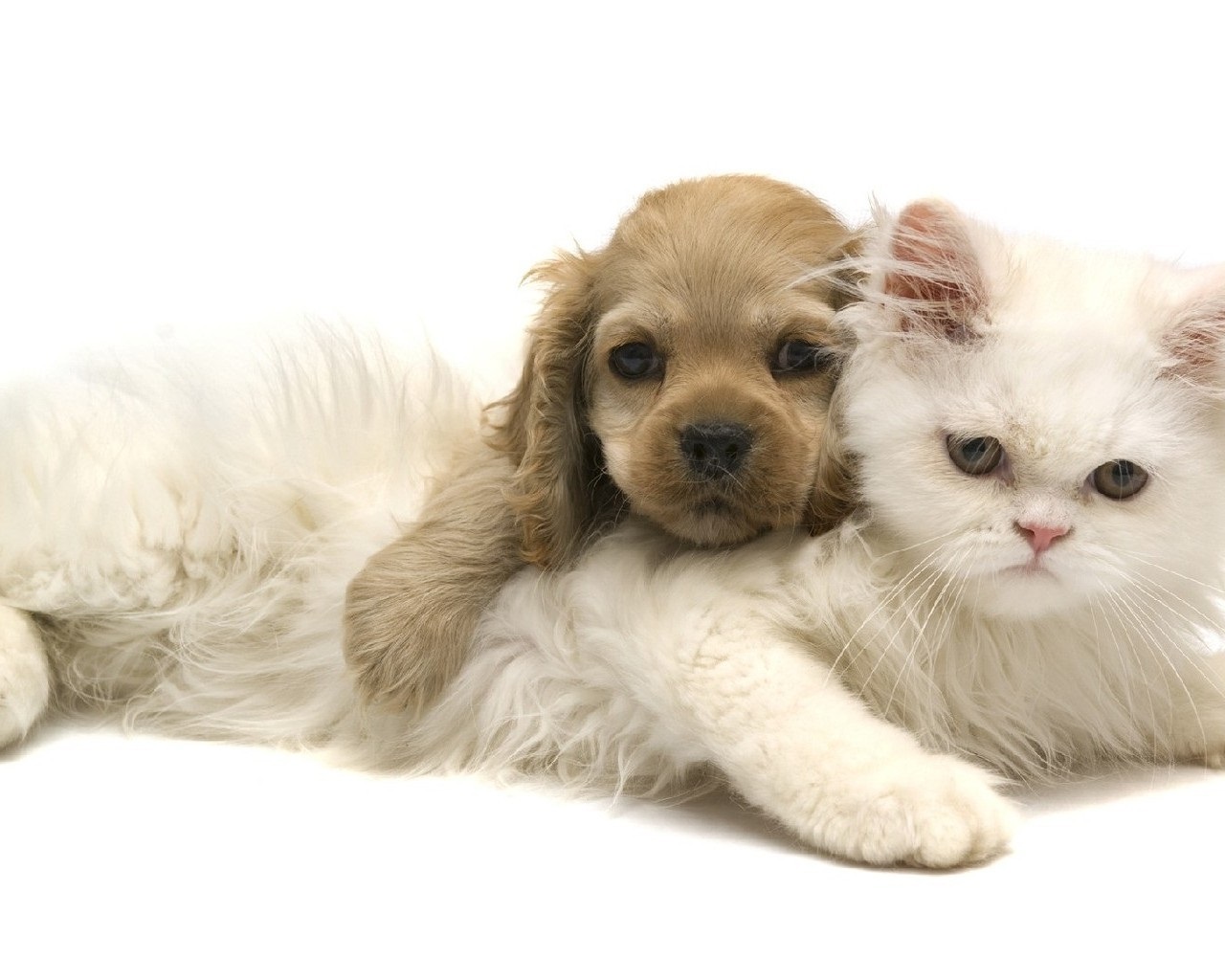 29 Capron Road, Unit 57 Milford, NH 03055 - Photo 33 of 40