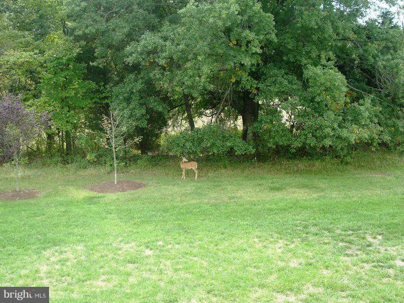 25153 Cutgrass Terrace Stone Ridge, VA 20105 - Photo 24 of 24 Yes, that is a baby deer on the side of the home.