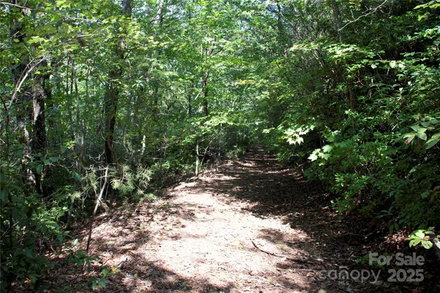 a view of a forest with trees