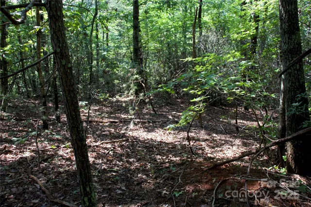 a view of a tree in a forest