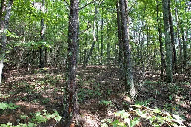 a view of a forest with trees