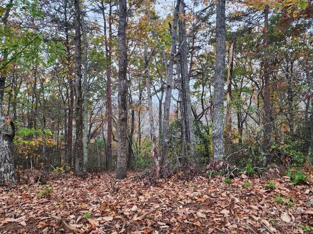 a view of a forest with trees