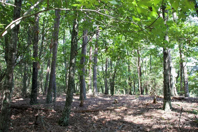 a view of a forest with trees