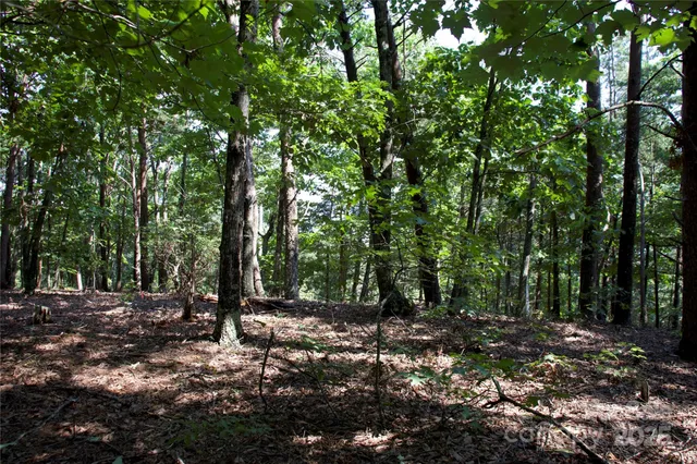 a view of a forest with trees in the background