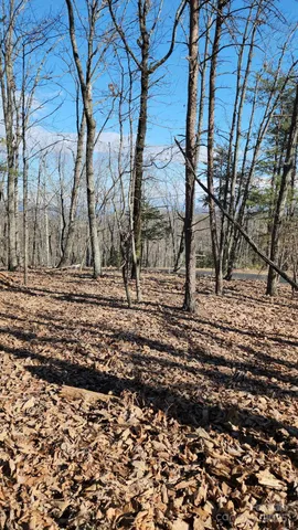 a view of dirt yard with a large tree