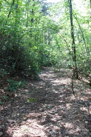 a view of a yard with plants and large trees