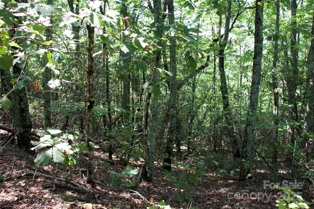 a view of a lush green forest