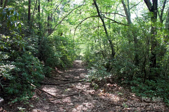 a view of a forest with lots of trees
