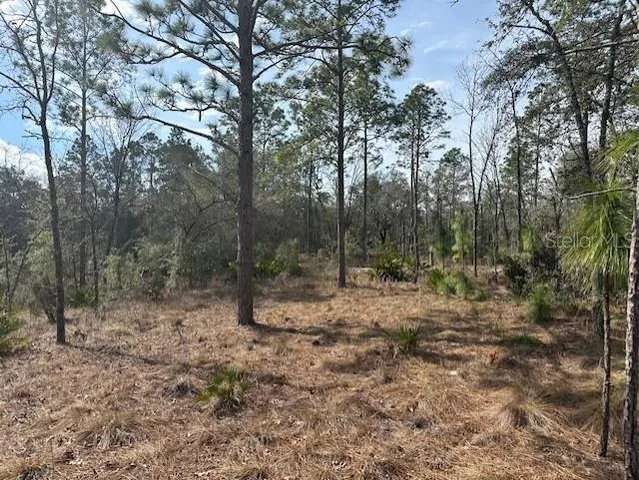 a view of a forest with trees in the background