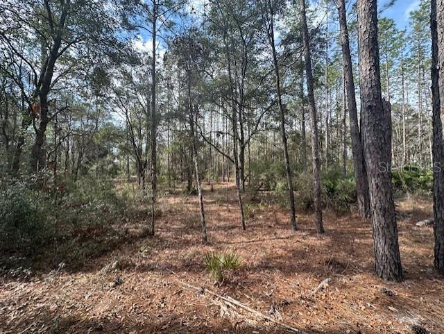 236 Northwest County Road Bell, FL 32619 - Photo 5 of 6 a view of a forest with trees in the background