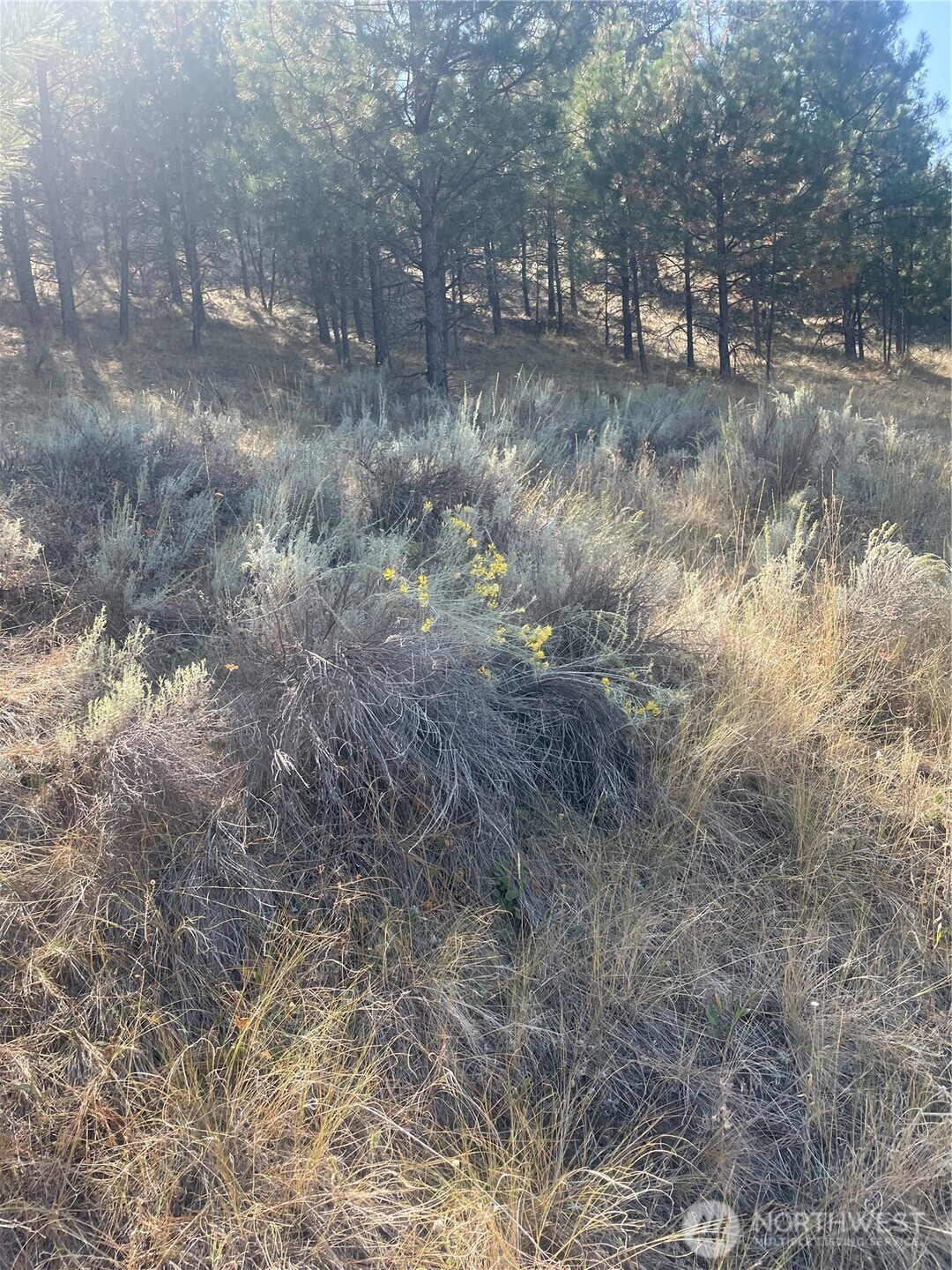 -tbd Reevas Basin Road Tonasket, WA 98855 - Photo 31 of 38