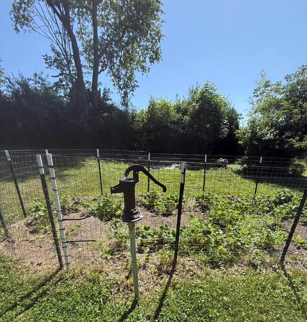 3628 Rau Road West Branch, MI 48661 - Photo 83 of 113 Strawberry patch and well