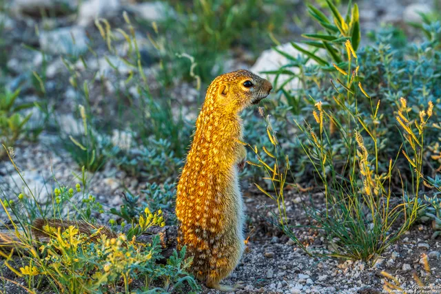 a backyard of a house with lots of green space and plants
