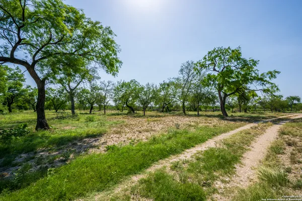 a view of a yard in a garden