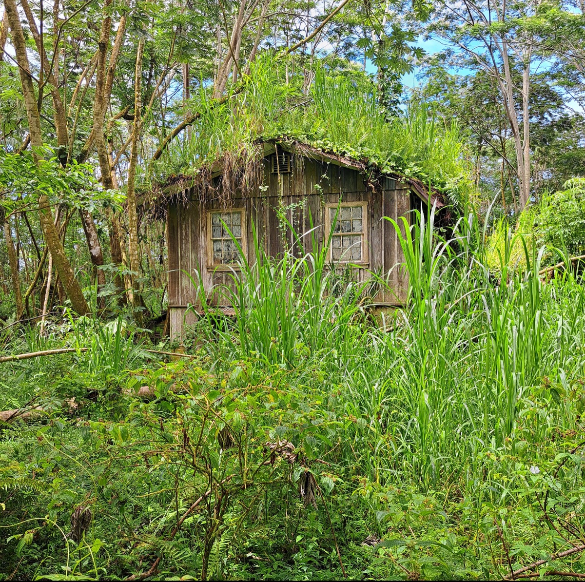 35 Noni Farms Road Pahoa, HI 96778 - Photo 1 of 9 Gallery Image 1