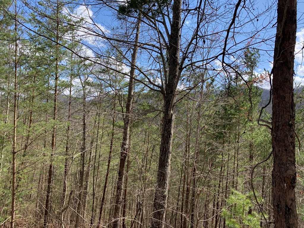 40 Ridgeback Lane Sevierville, TN 37862 - Photo 14 of 14 Gallery Image 14