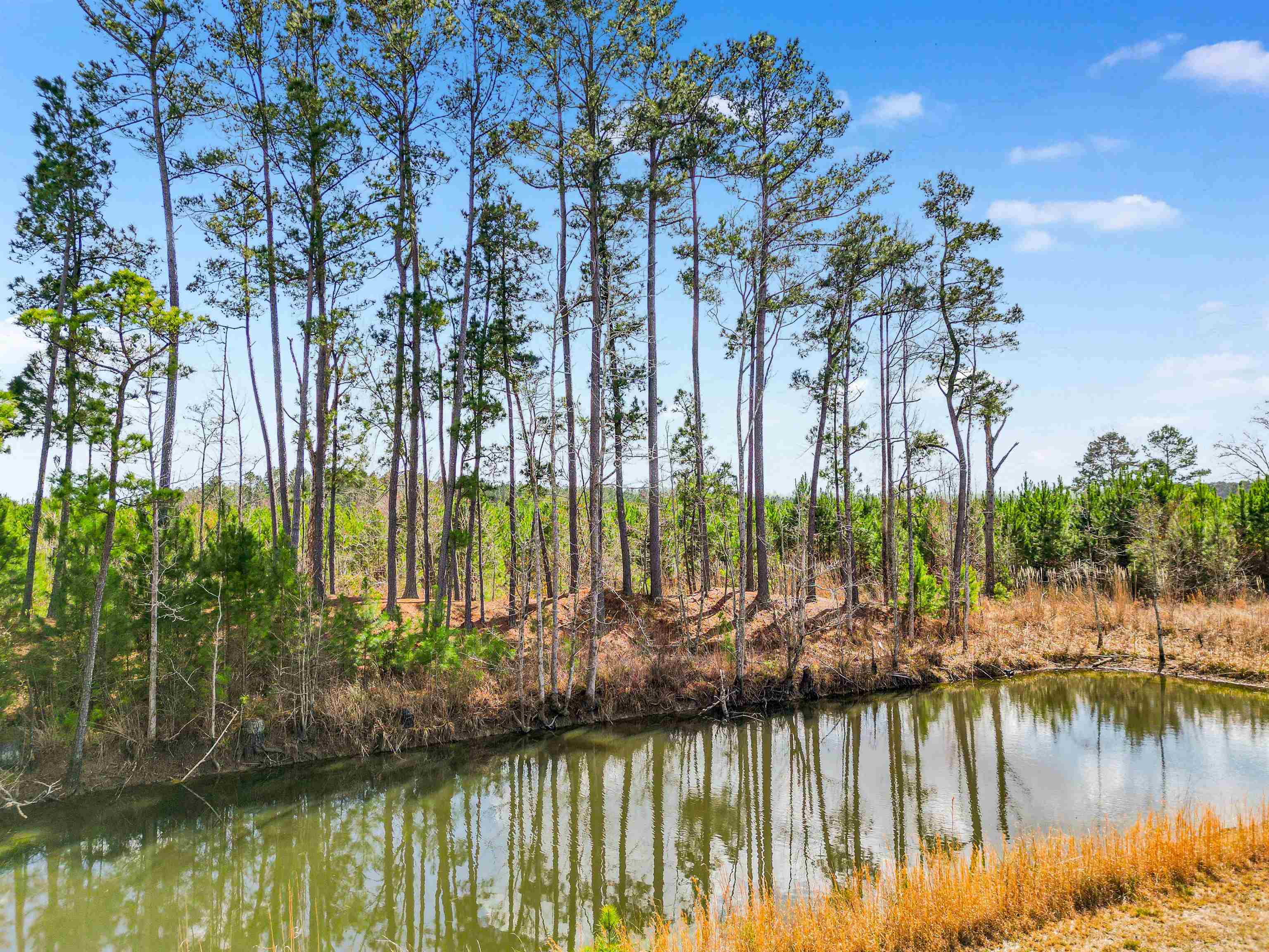 Tbd Muddy Creek Road Hemingway, SC 29554 - Photo 11 of 29
