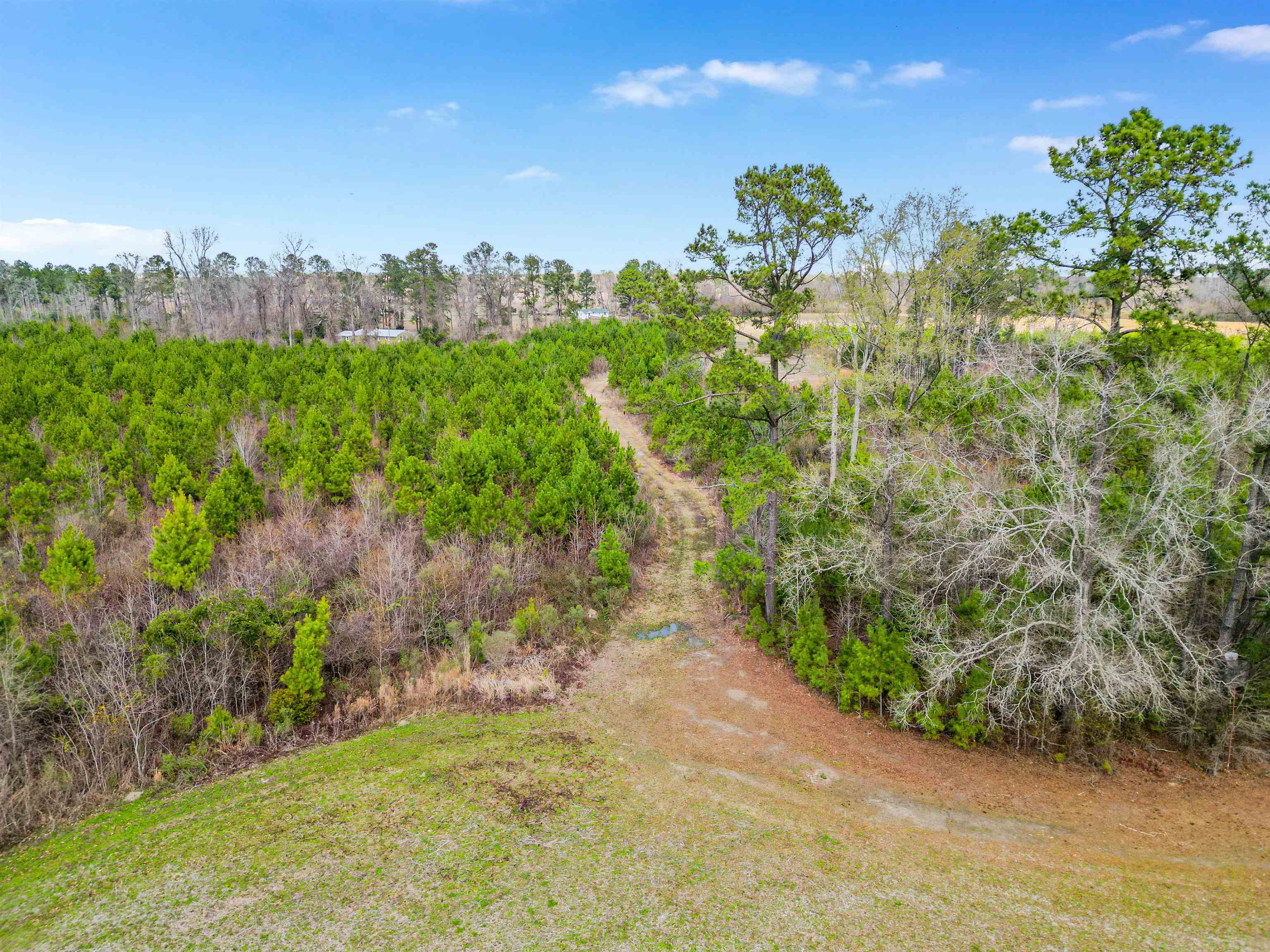 Tbd Muddy Creek Road Hemingway, SC 29554 - Photo 19 of 29
