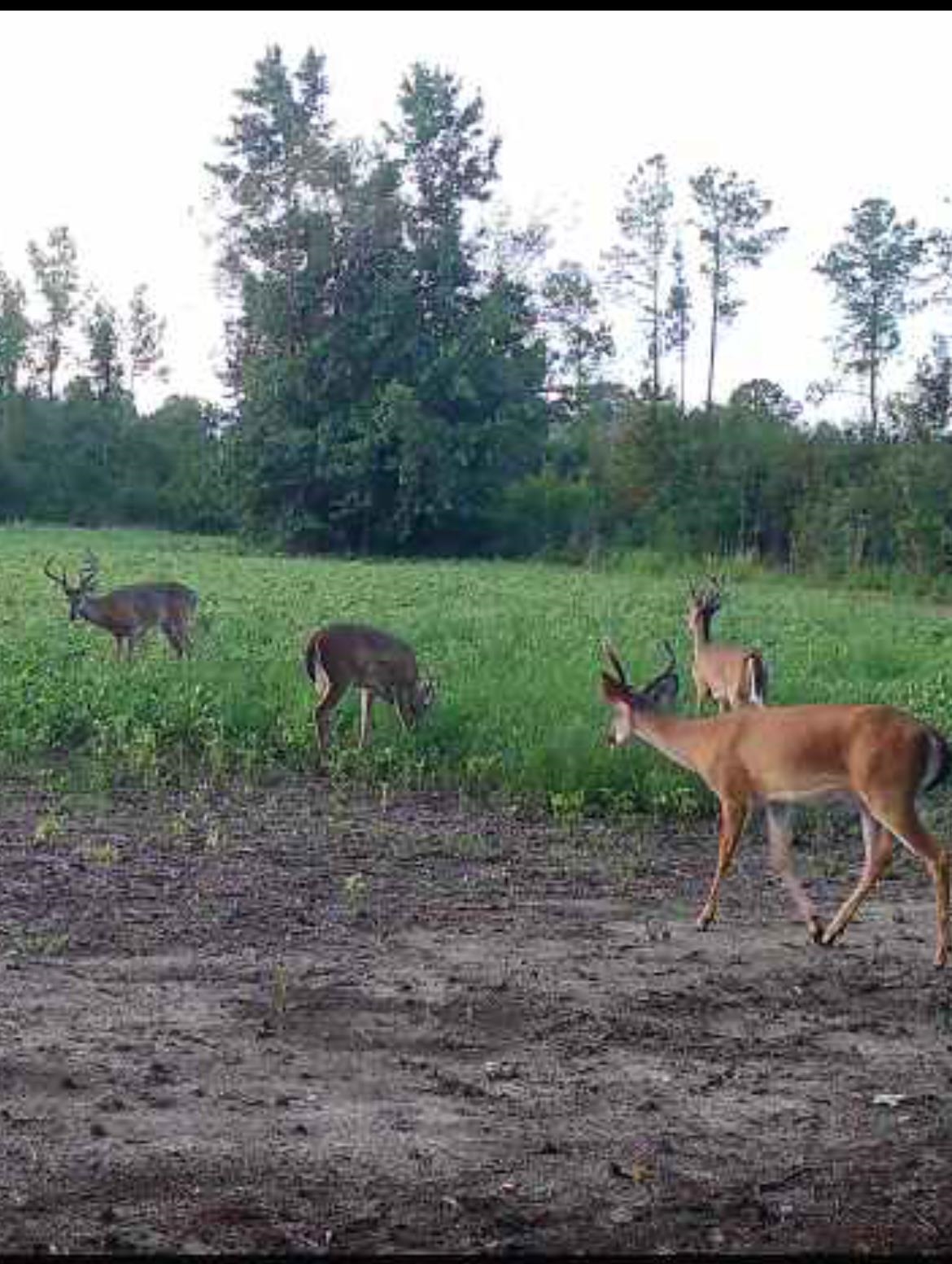 Tbd Muddy Creek Road Hemingway, SC 29554 - Photo 4 of 29
