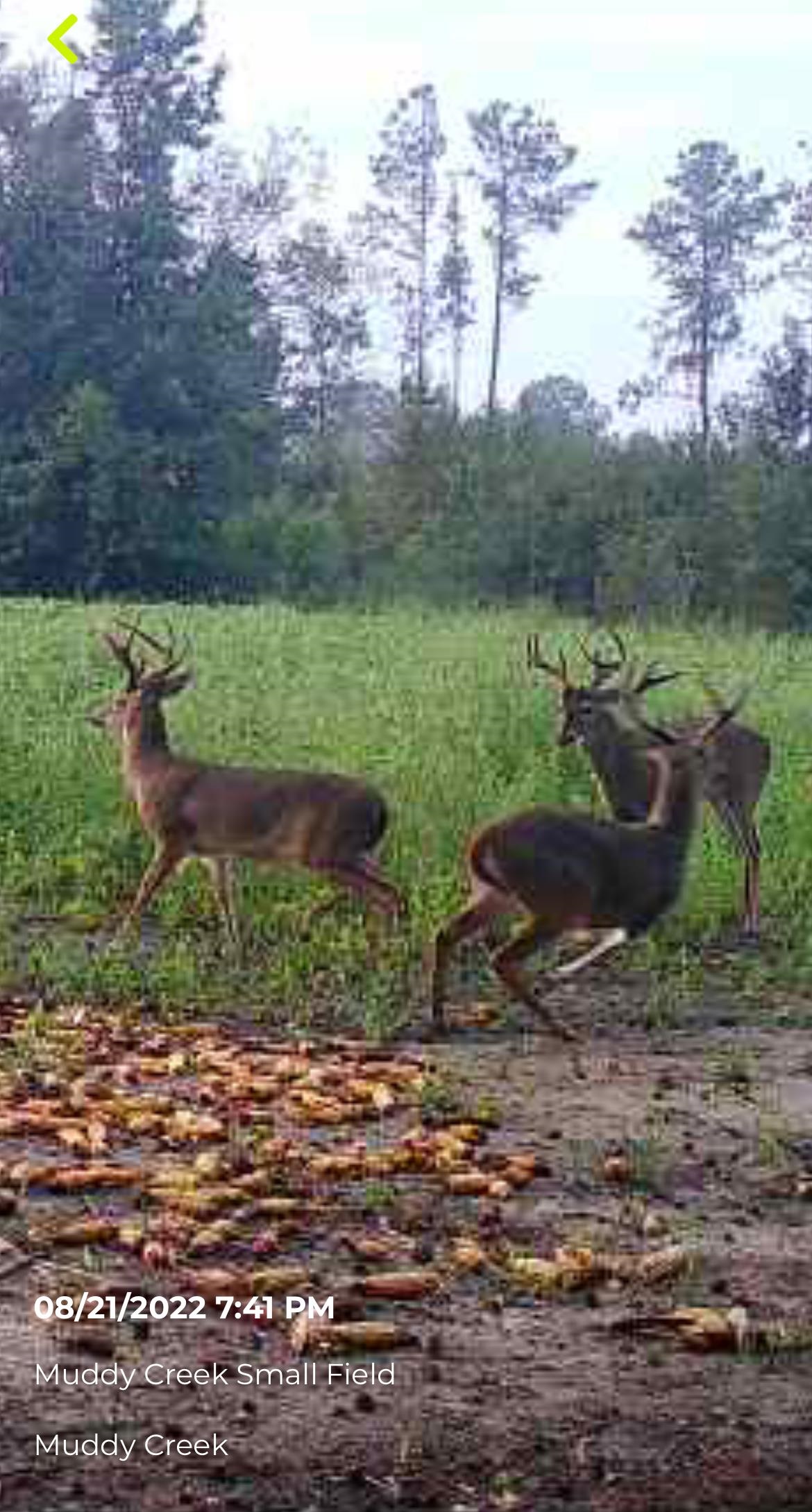 Tbd Muddy Creek Road Hemingway, SC 29554 - Photo 5 of 29