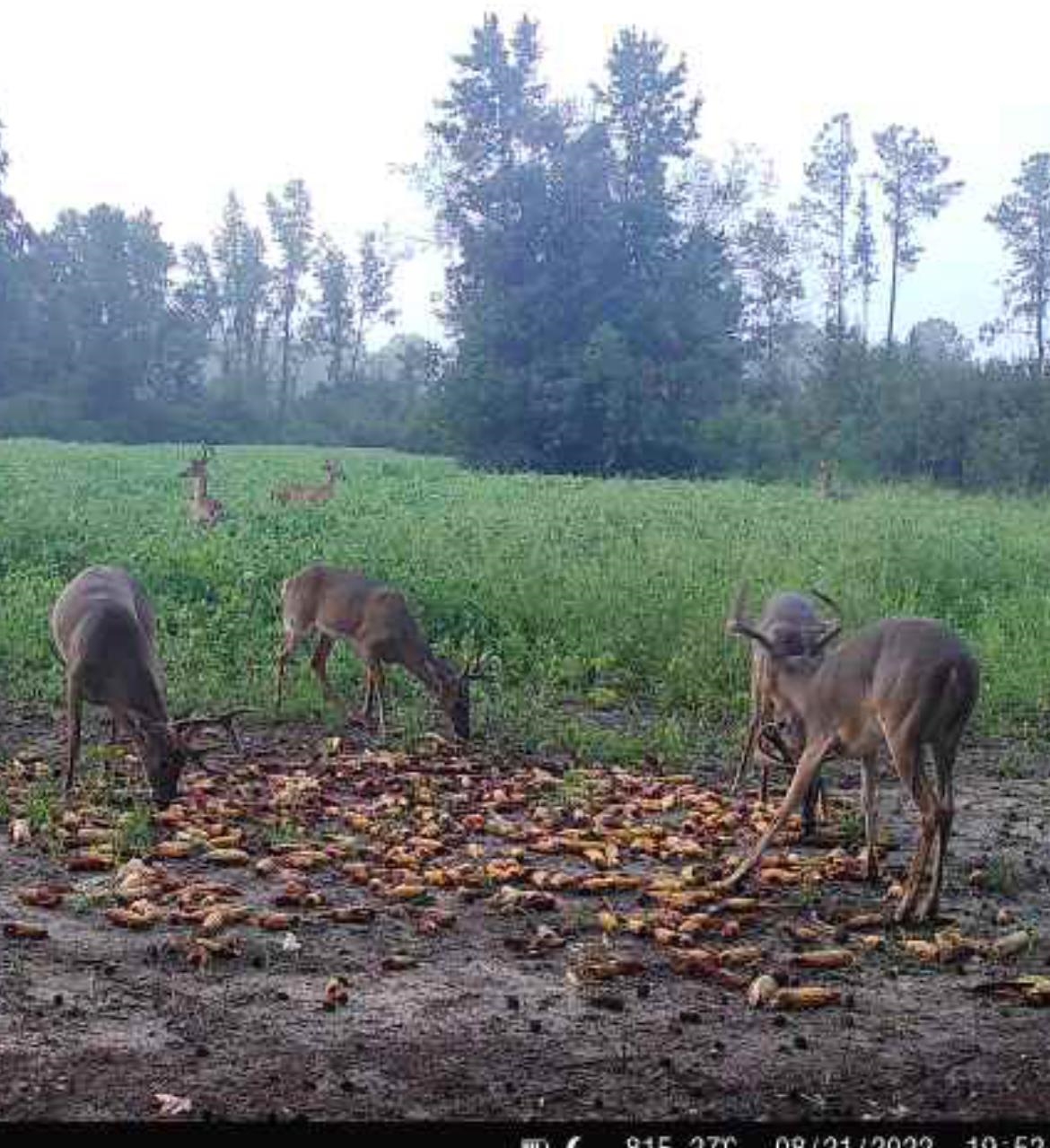 Tbd Muddy Creek Road Hemingway, SC 29554 - Photo 6 of 29