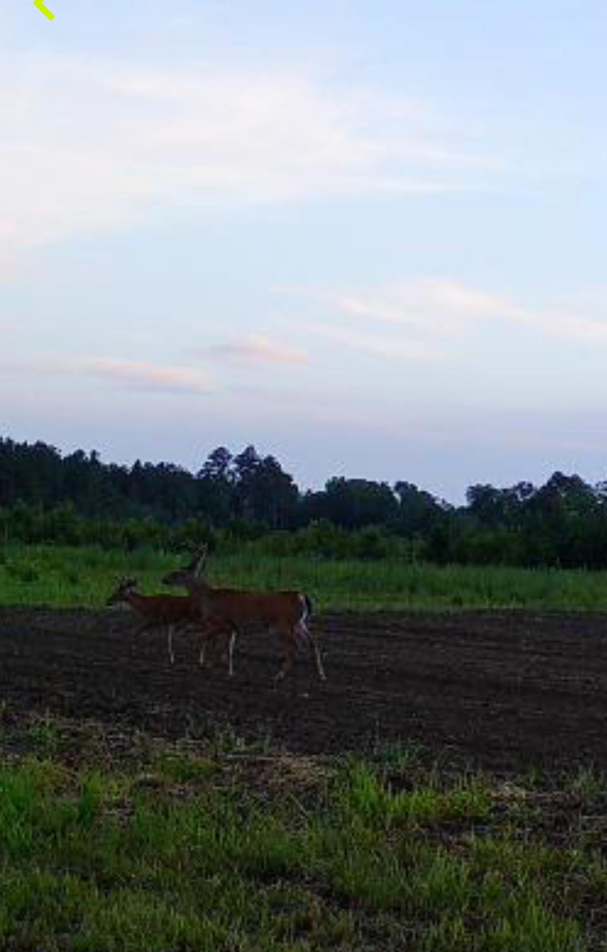 Tbd Muddy Creek Road Hemingway, SC 29554 - Photo 8 of 29