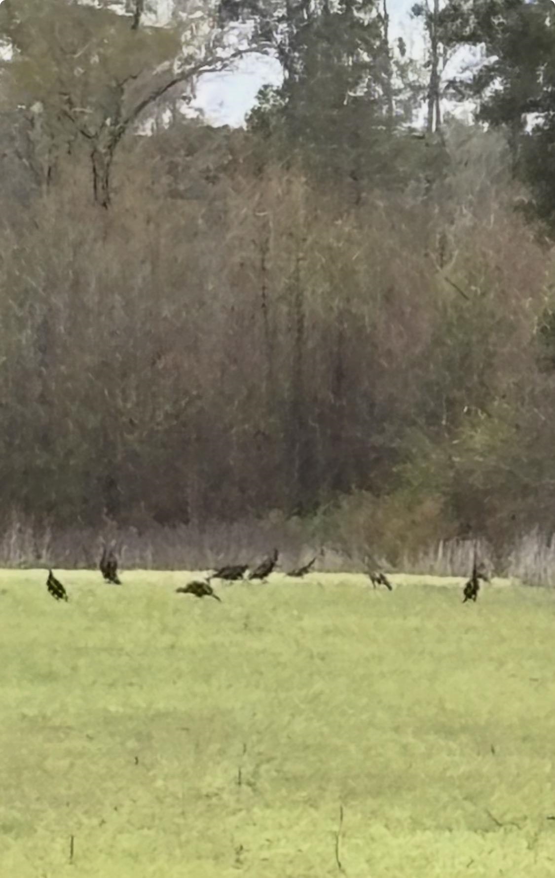 Tbd Muddy Creek Road Hemingway, SC 29554 - Photo 9 of 29