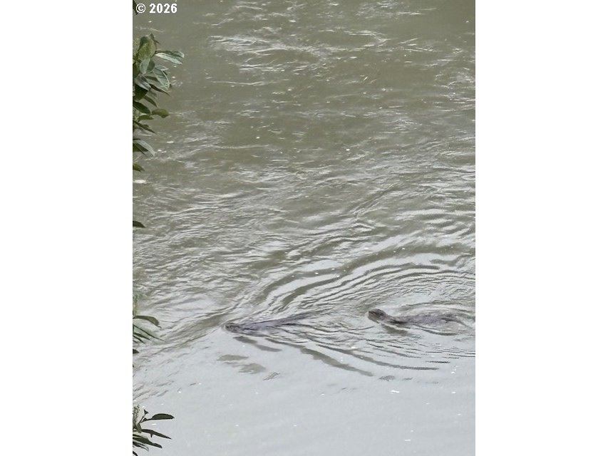 856 Scottsburg Road West Scottsburg, OR 97473 - Photo 47 of 47